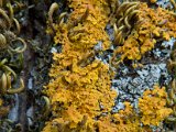 Xanthoria ulophyllodes-3.jpg